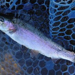 サクラマスを釣りに行ったんだが ～平谷湖フィッシングスポット～